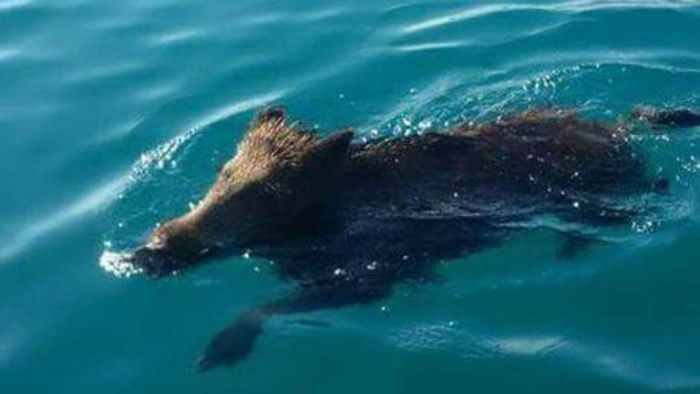 cinghiale fa bagno in mare copanello 