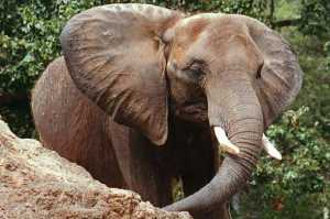  Ferdinando Mocciola morto in safari in Kenia. Urtato da elefante