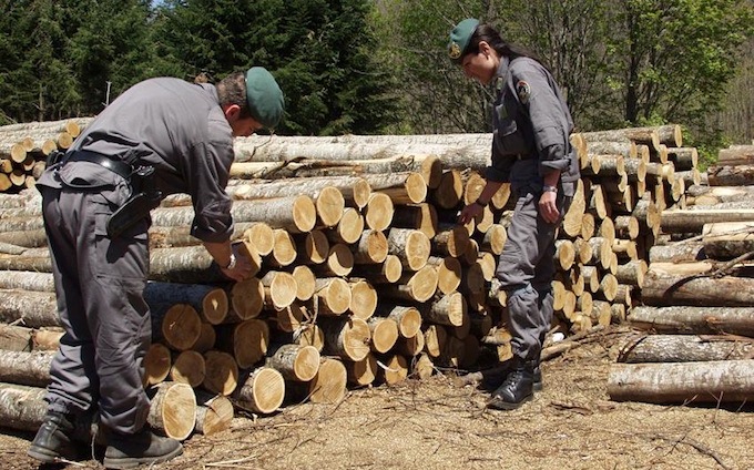 Corpo forestale sequestro legname