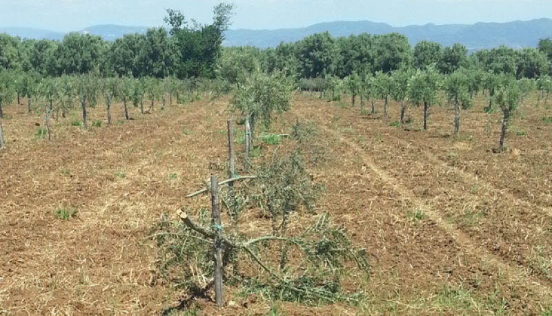 cooperativa Valle del Marro