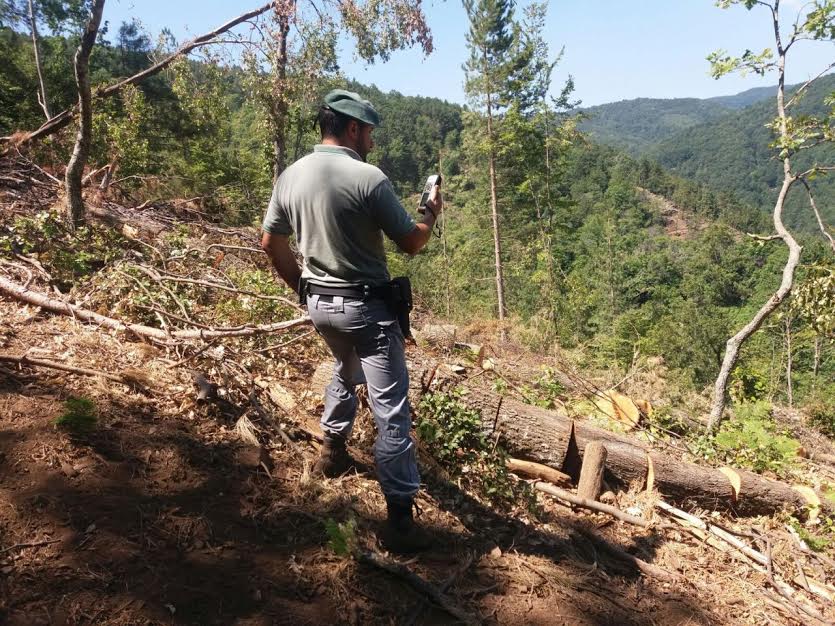 taglio alberi mesoraca cc forestali