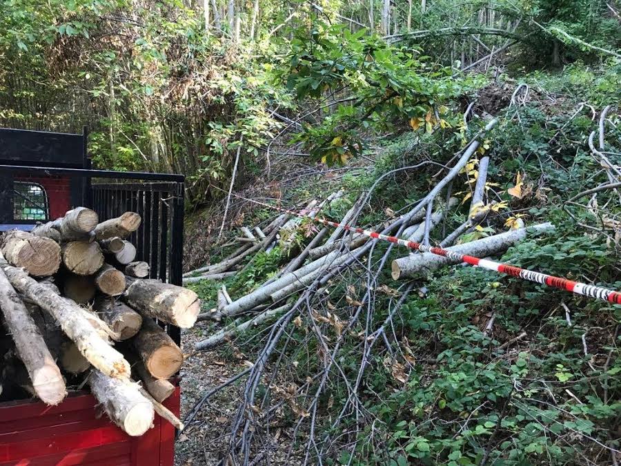 Rubano legname a Rota Greca, denunciati