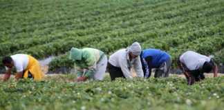 Controlli a tappeto della Gdf in aziende agricole a Crotone