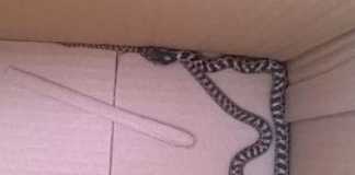 Un serpente in giro per Cosenza. Catturato e liberato lontano
