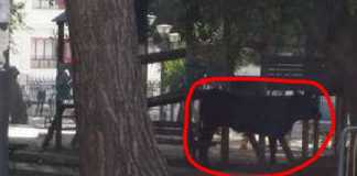 Panico a Reggio Calabria per un toro in centro. Abbattuto