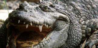 Ancora choc a Orlando, Florida: alligatore mangia un bimbo