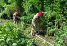 Cittanova, campo di calcio trasformato in piantagione di marijuana, 2 arresti