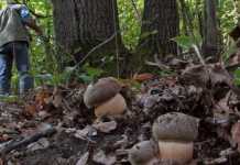 Disperso a Celico, cercatore di funghi viene ritrovato in Sila