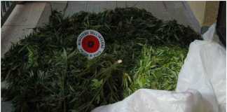 La marijuana sequestrata dalla Polizia a Crotone