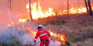 incendi nei boschi