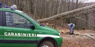 Taglia e trafuga legna da Parco delle Serre, arrestato