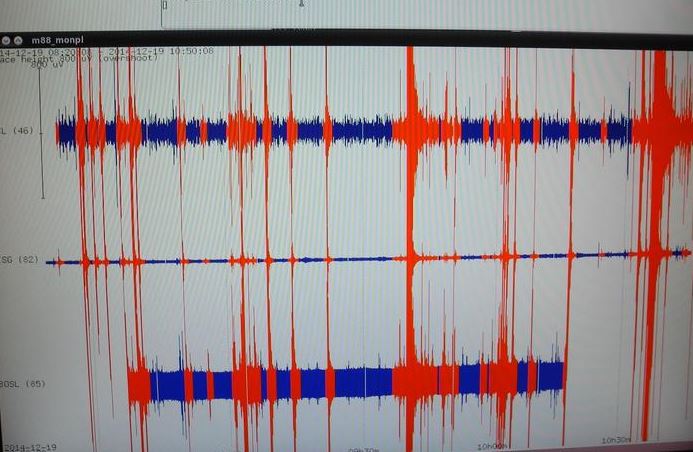 terremoto sismografo