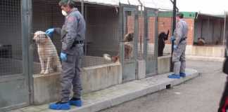 I carabinieri forestali di Reggio Calabria al canile municipale