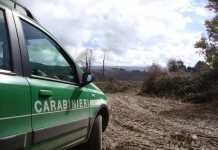 Taglio abusivo di alberi, 4 denunce nel Vibonese