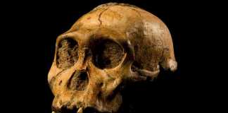 I resti del cranio di un esemplare di Australopithecus sediba