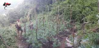 piantagione marijuana Caulonia_SPN