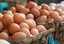 uova fipronil rischio contaminazione