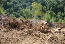 ceppi di alberi tagliati Maiera