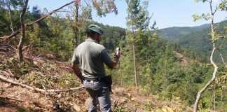 taglio alberi mesoraca cc forestali