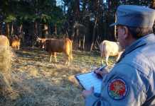 Pascolano bestiame nel parco Biodiversità, danni. Denunciati i pastori