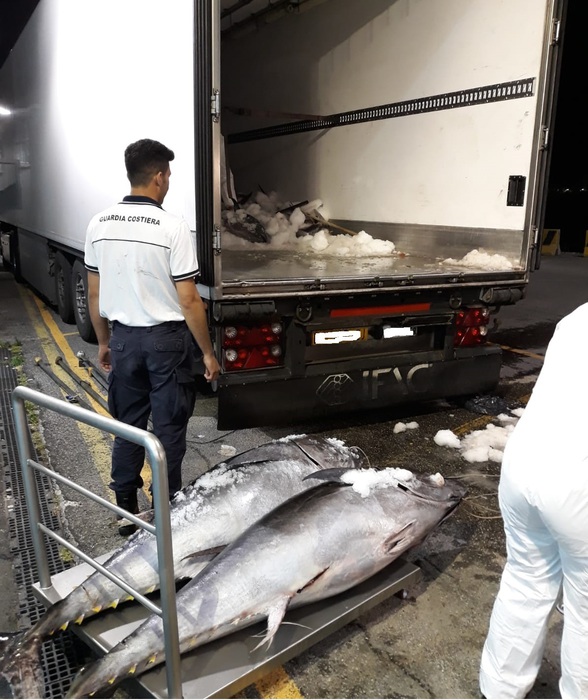 Guardia costiera sequestra 10 tonnellate di tonno rosso a Villa San Giovanni