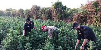 piantagione marijuana cacciatori