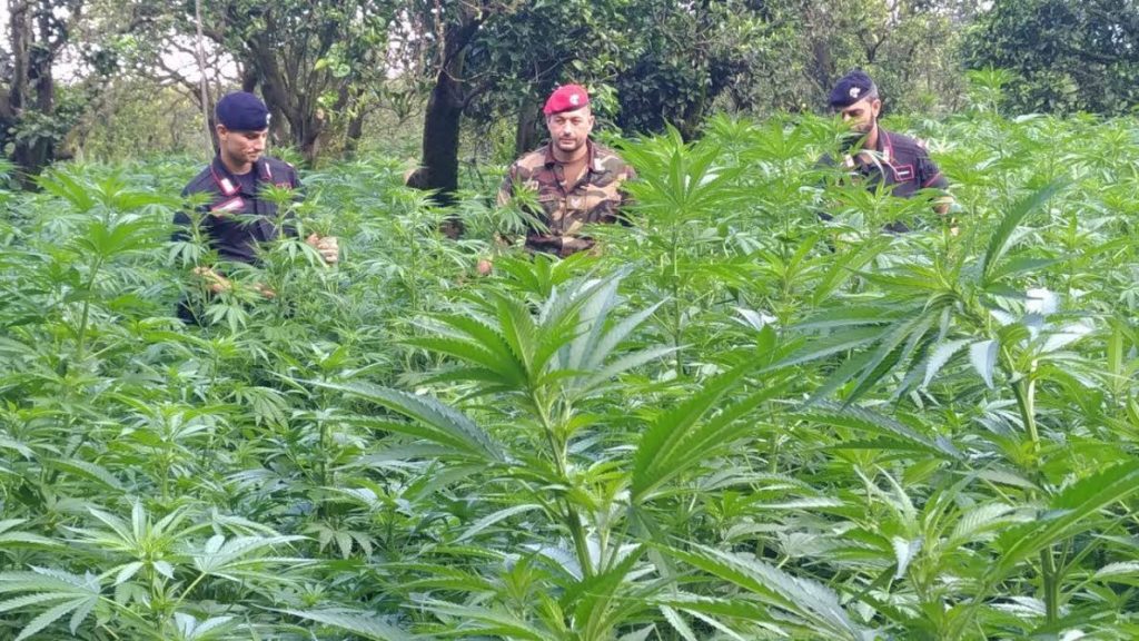 piantagione marijuana Candidoni