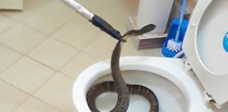 serpente water bagno