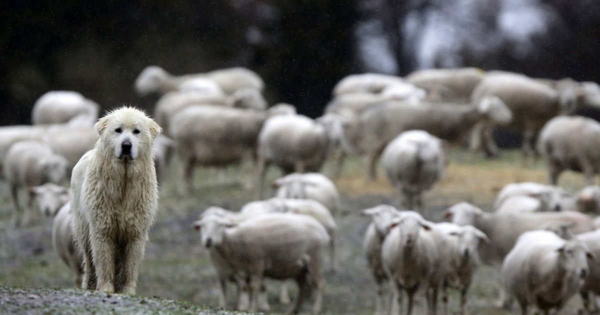 Ventenne sbranata dai cani, indagato per omicidio un ...